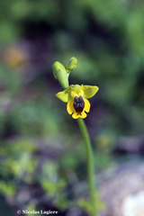 Ophrys lutea phryganae