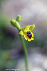 Ophrys lutea phryganae