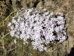 Phlox speciosa