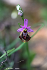 Ophrys calypsus