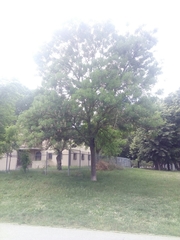 Fraxinus angustifolia