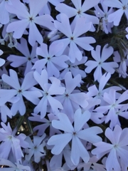 Phlox speciosa