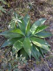 Agave cupreata