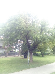 Acer negundo