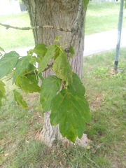 Acer negundo