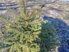 Picea abies