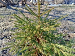 Picea abies