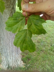Acer negundo