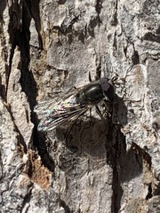 Lapposyrphus lapponicus