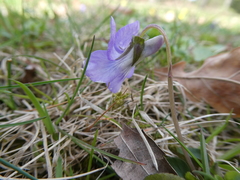 Viola × bavarica