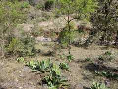 Agave cupreata