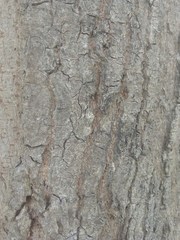 Acer negundo