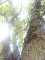 Acer negundo