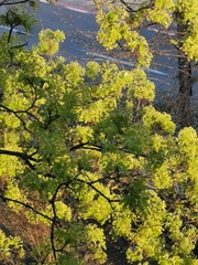 Acer platanoides