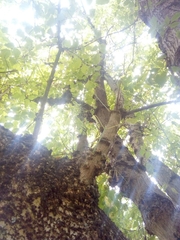 Acer negundo