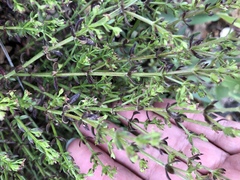 Galium bolanderi