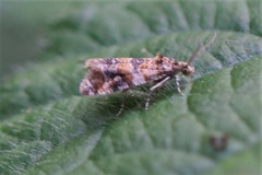 Lobesia reliquana