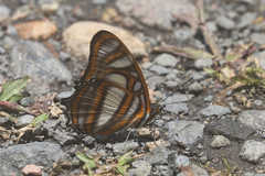 Metamorpha elissa