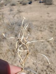 Matthiola parviflora