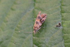 Lobesia reliquana