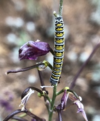 Pontia sisymbrii