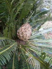 Dioon merolae