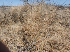Matthiola parviflora