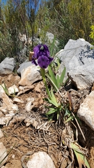 Iris lutescens subbiflora