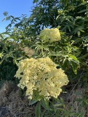 Sambucus cerulea