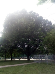 Populus nigra