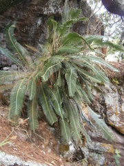 Dioon merolae