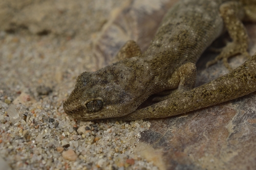 Darwin's Marked Gecko