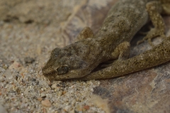 Darwin's Marked Gecko photo 4