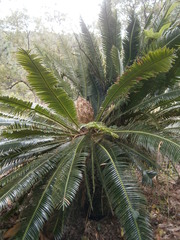 Dioon merolae