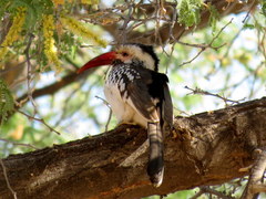 Tockus damarensis