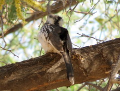 Tockus damarensis