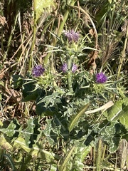 Silybum marianum