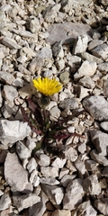 Scorzoneroides montana