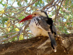 Tockus damarensis