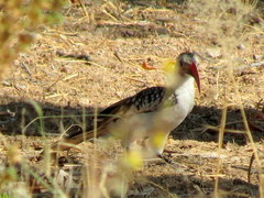 Tockus damarensis