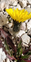Scorzoneroides montana