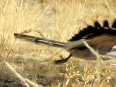 Tockus damarensis