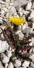 Scorzoneroides montana