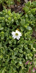 Cerastium latifolium