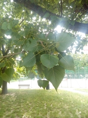 Populus nigra