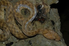 Madagascarophis colubrinus