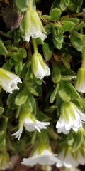 Cerastium latifolium