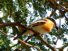 Batis pririt affinis