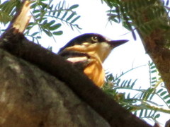 Batis pririt affinis