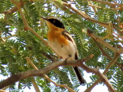 Batis pririt affinis